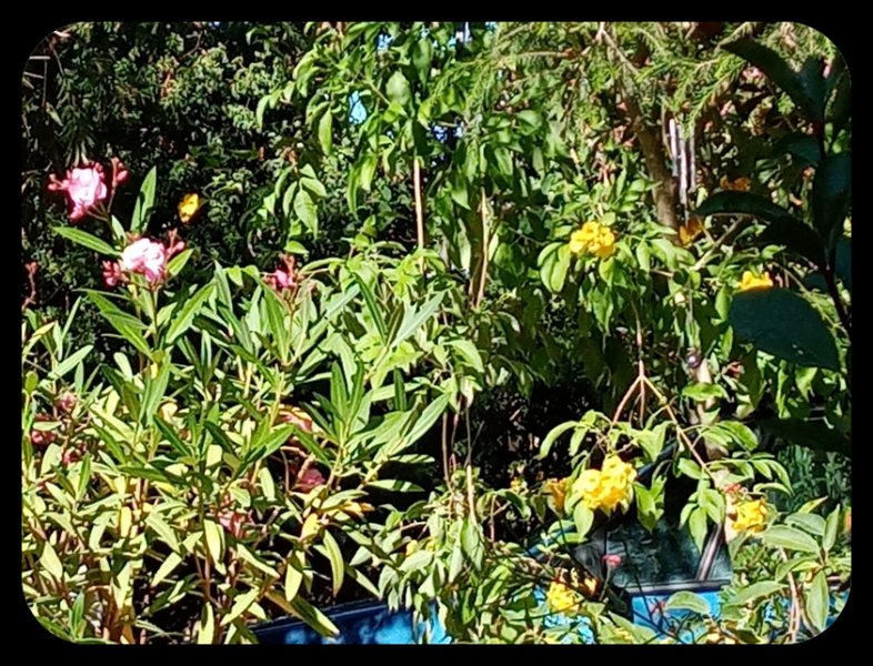 Oleaander Tecoma 3 Jul 22.jpg