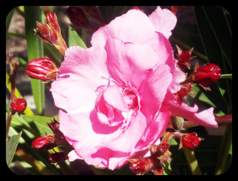 Oleader New 27 May.jpg