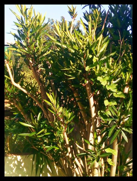 Oleander 1 Jan.jpg