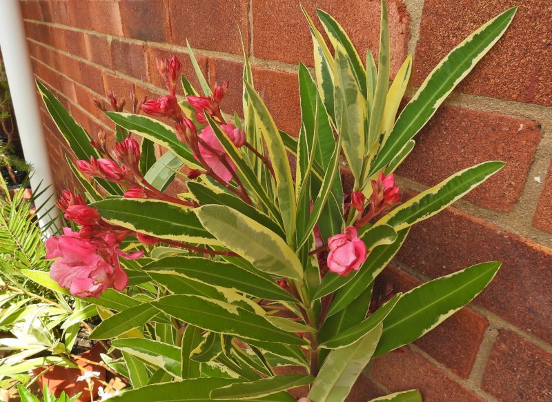 Oleander 1.JPG