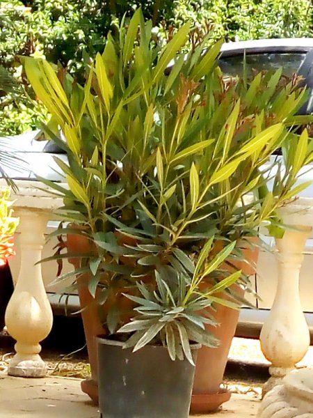 Oleander 11 May.jpg