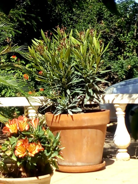 Oleander 12 May 21 .jpg