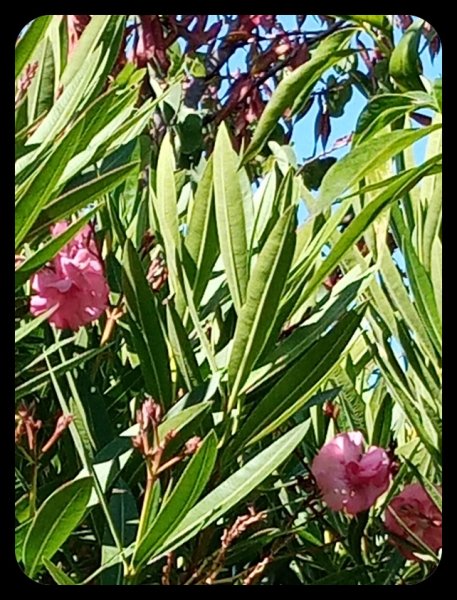 Oleander 14 May 21.jpg