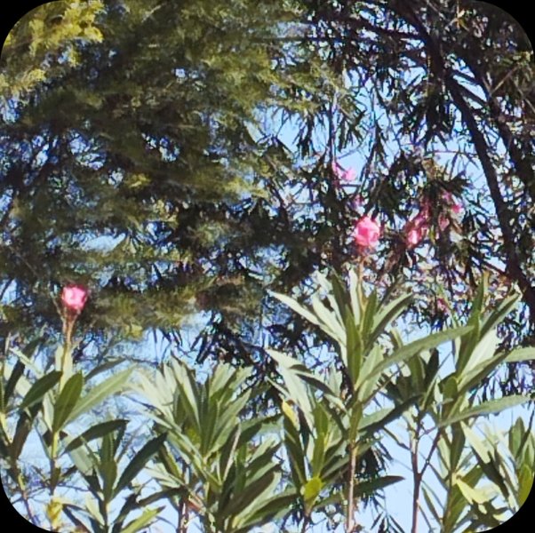 Oleander 15 Oct 25.jpg