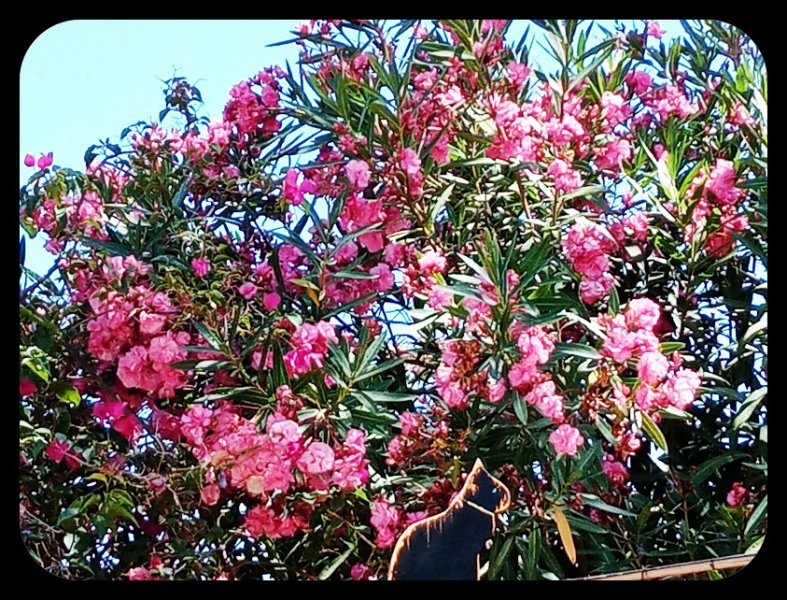 Oleander 18 Jun 22.jpg
