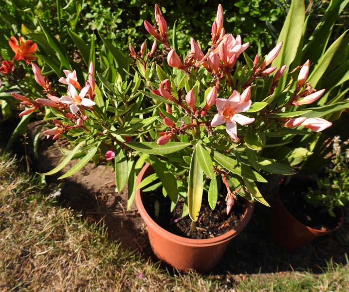 oleander (2).JPG
