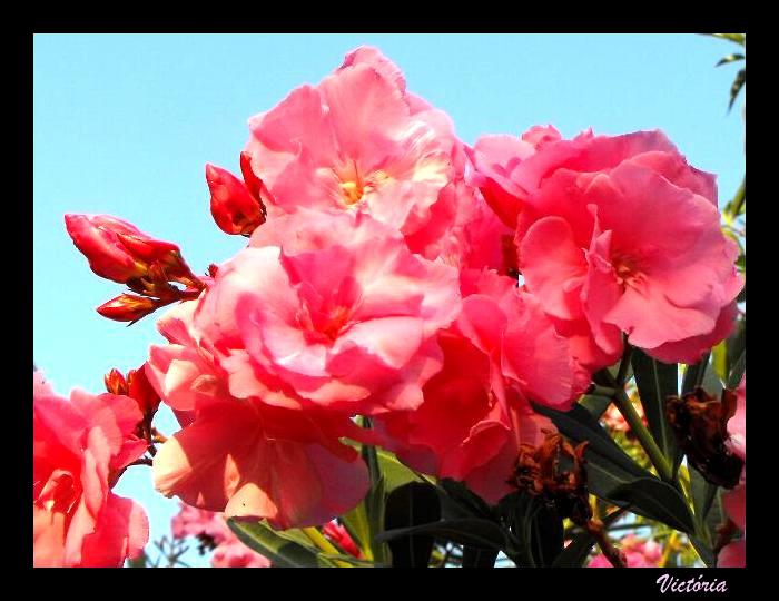 Oleander 2 Sep 09.jpg