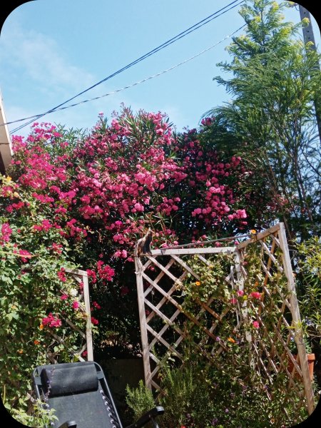 Oleander & Bougie 11 Jun 24.jpg