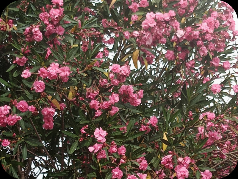 Oleander Close 6 Jun 24.jpg