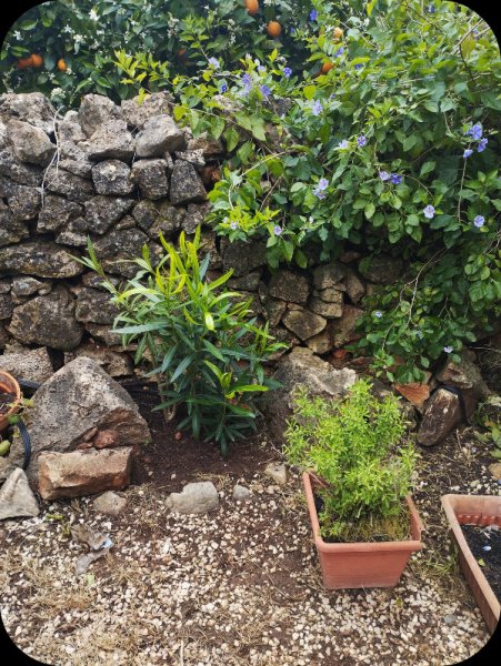 Oleander in Border 6 Apr 25.jpg