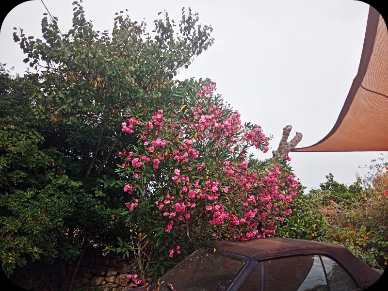 Oleander & Izzy 6 Jun 24.jpg