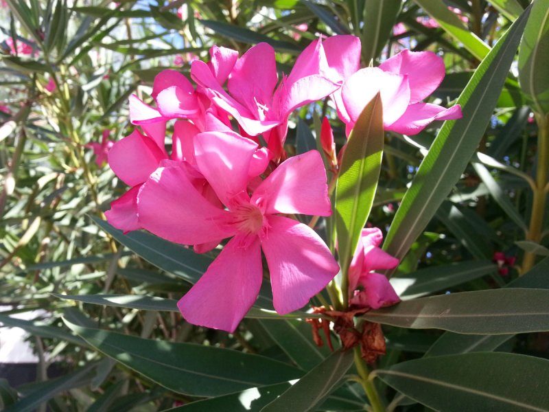 Oleander.jpg