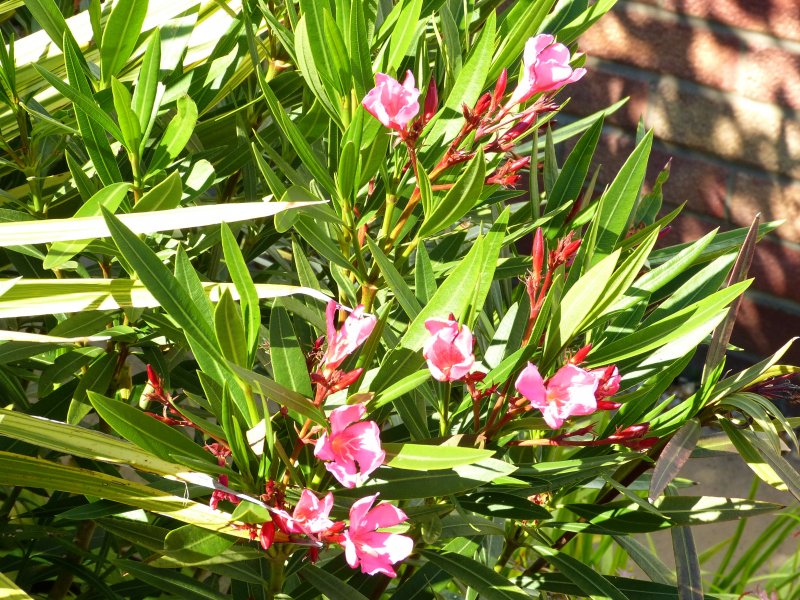 oleander.JPG