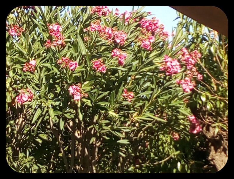 Oleander Lower 7 Aug.jpg