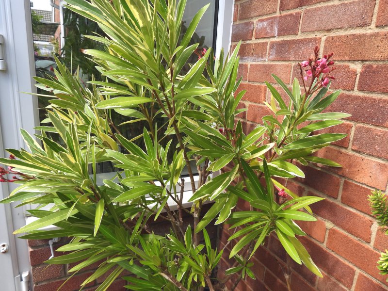 Oleander old.JPG