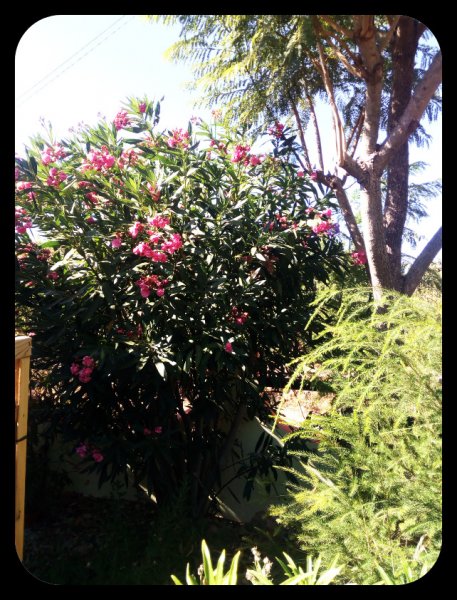 Oleander on Rue 7 Aug.jpg