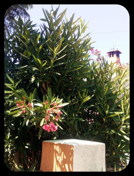Oleander on Rue 8 Junn.jpg