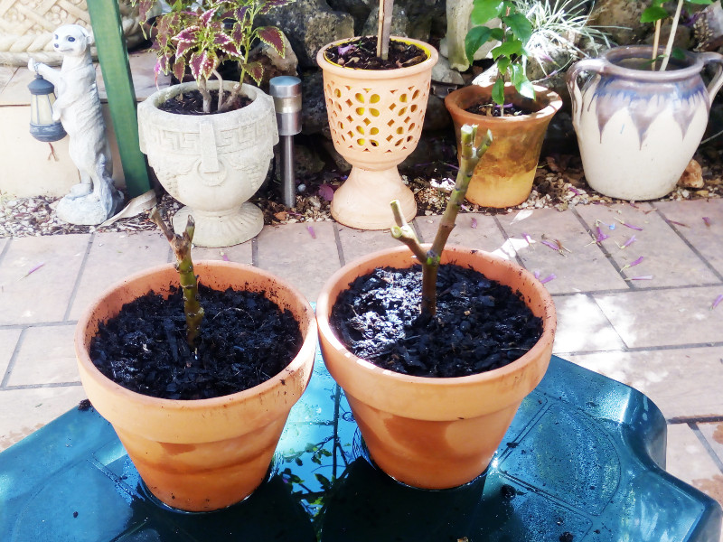 Oleander Peach 4 Aug 21(1).jpg