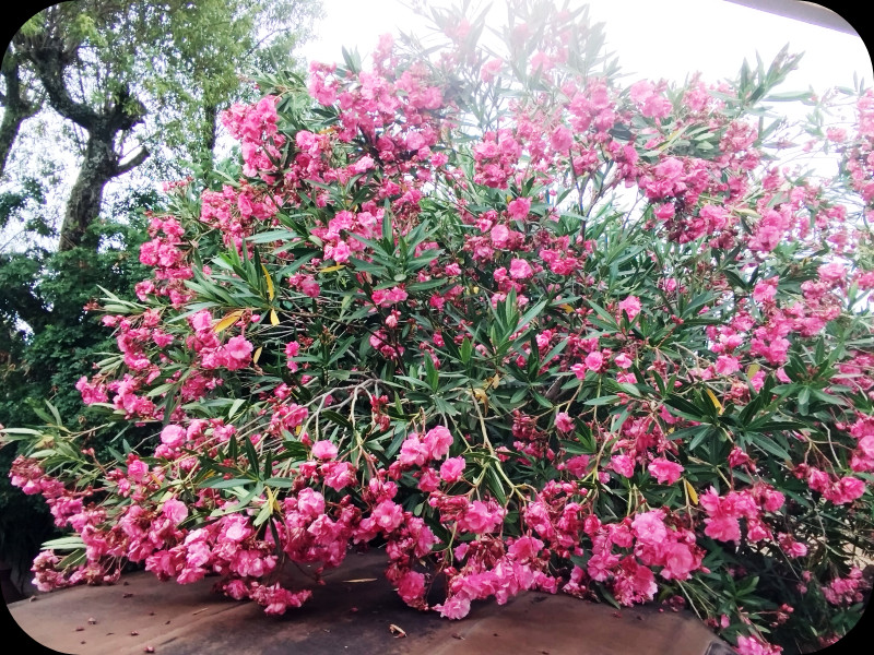 Oleander Pink 18 Jun 25.jpg