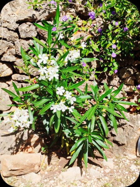 Oleander R&W 2 Jun 25.jpg