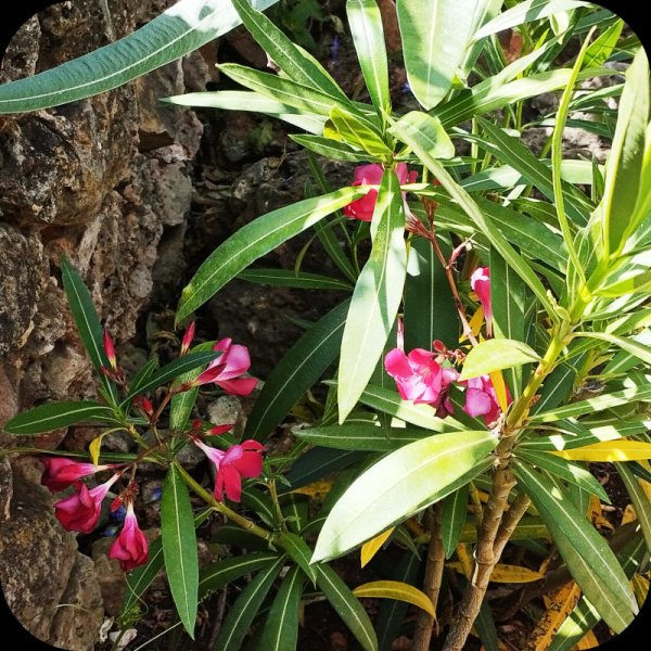Oleander red 1 Jun 25.jpg