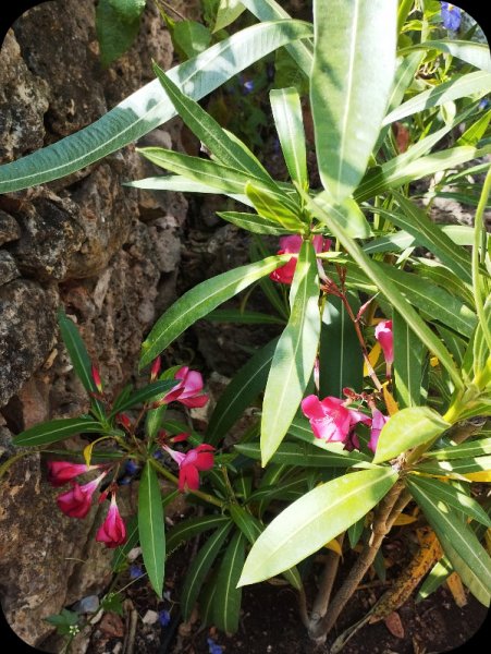 Oleander Red1 1 Jun 25.jpg