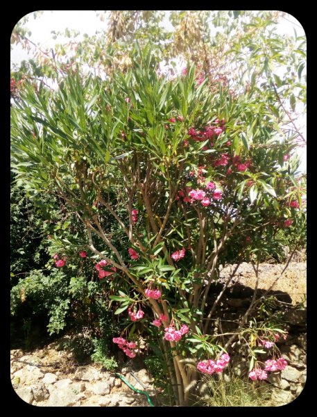 Oleander Skwijery2 17 Jun.jpg