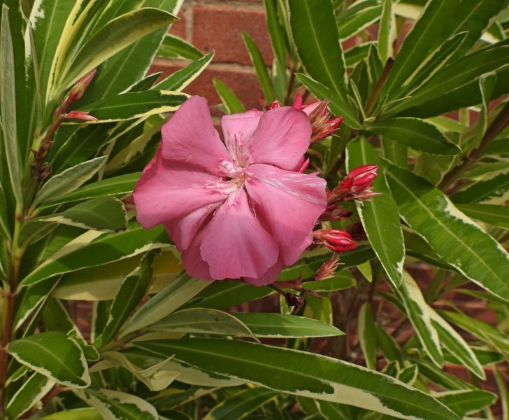 oleander var.JPG