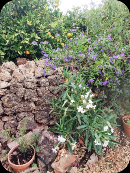 Oleander White 18 Jun 25.jpg