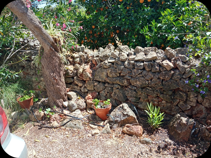 Oleander White 18 May 24.jpg