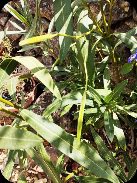 Oleander White Pod 28 Aug 25.jpg