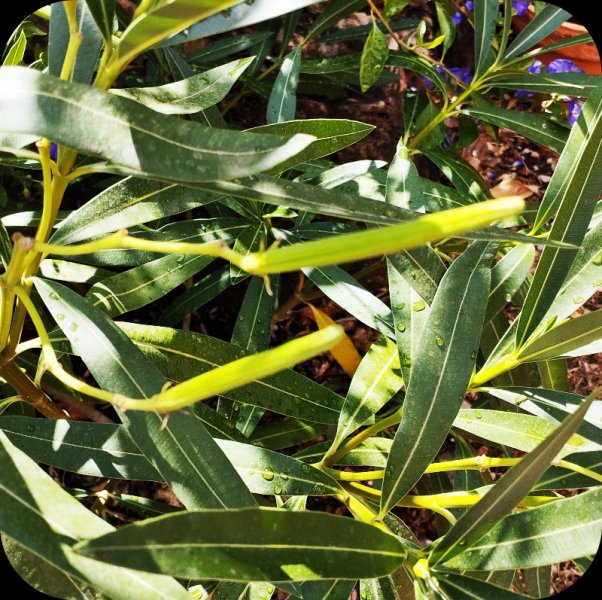 Oleander White Pod2 28 Aug 25.jpg