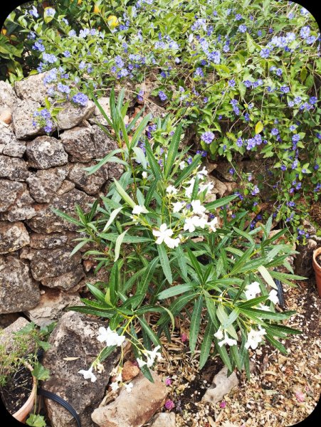 Oleander White & Solanum 18 Jun 25.jpg
