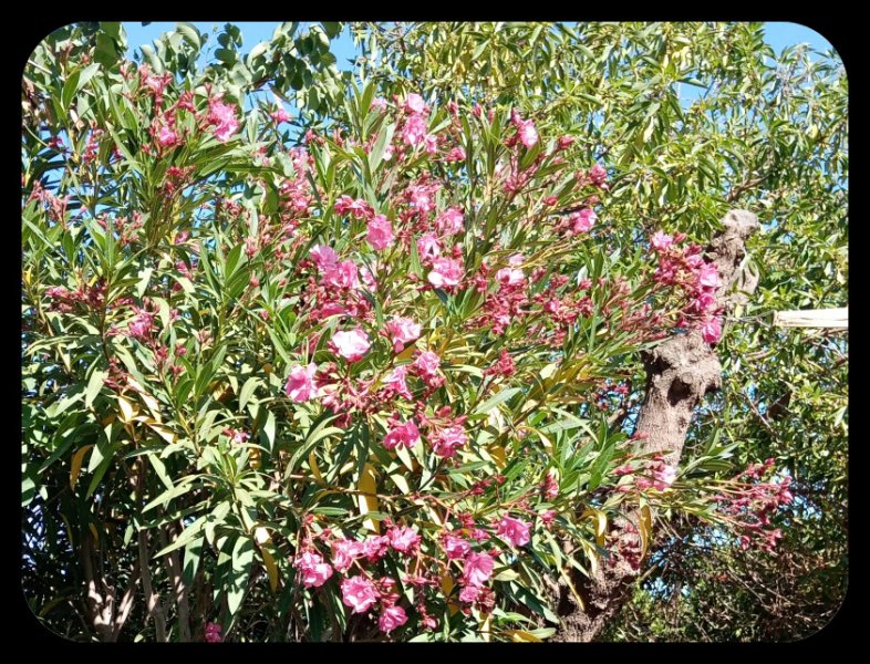 Oleander Yellow2 27 May 22.jpg