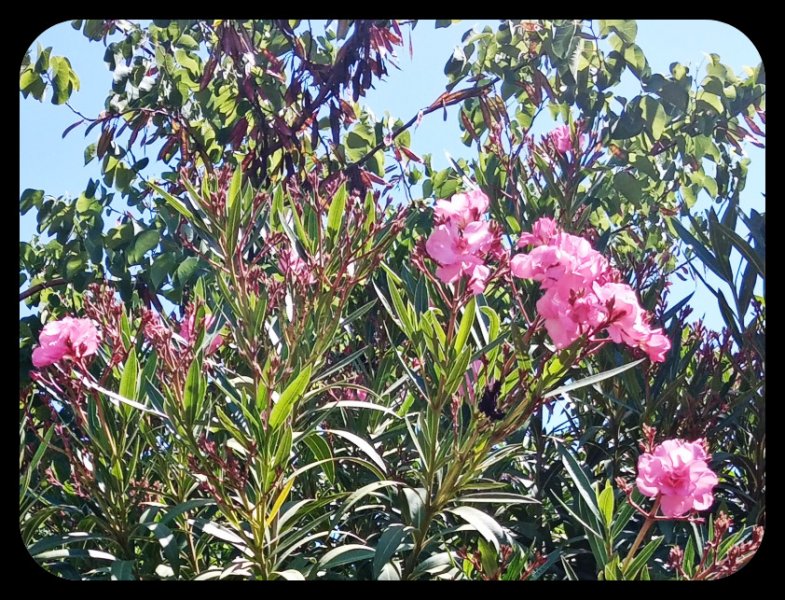 Oleander1 10 May 22.jpg