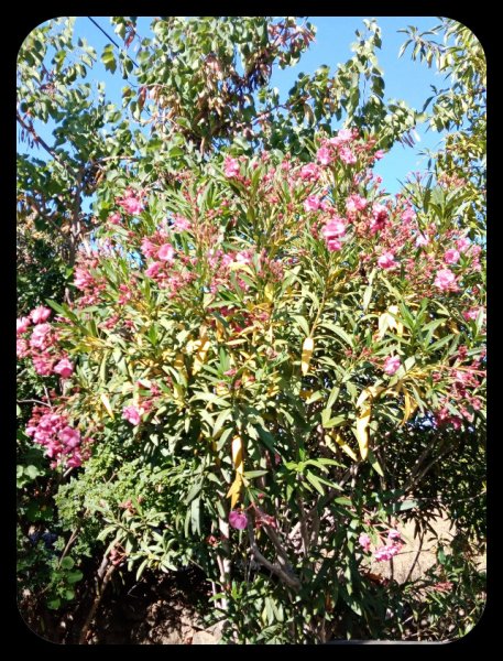 Oleander1 Yellow Leaves28 May 22.jpg