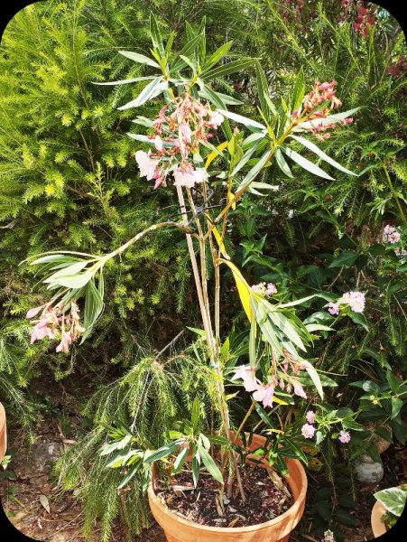 OleanderPeach1 2 Jun 25.jpg