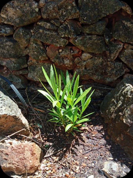 OleanderWhite2 18 May 24.jpg