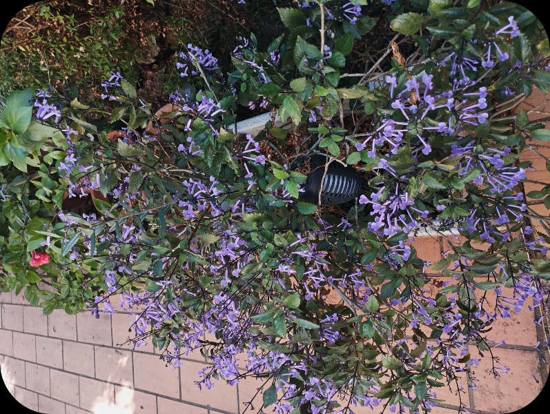 Olectranthus 10 Oct 25 10 Oct 25.jpg