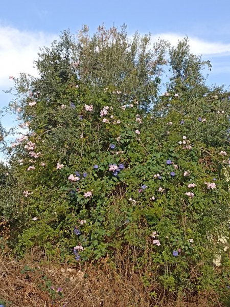 Olive Tree 11 Oct 21.jpg