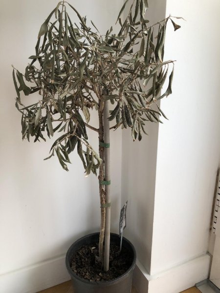 Olive tree - img_061412.jpg