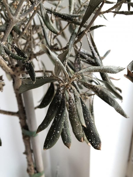 Olive tree - img_061413.jpg