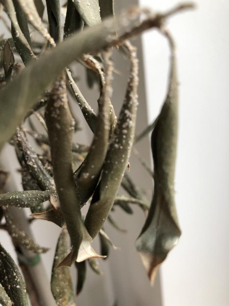 Olive tree - img_061414.jpg