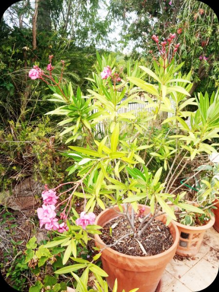 Ollie in a Pot 6 Jun 24.jpg
