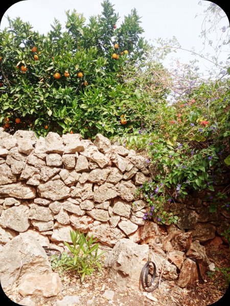 Ollie White 6 Jun 24.jpg