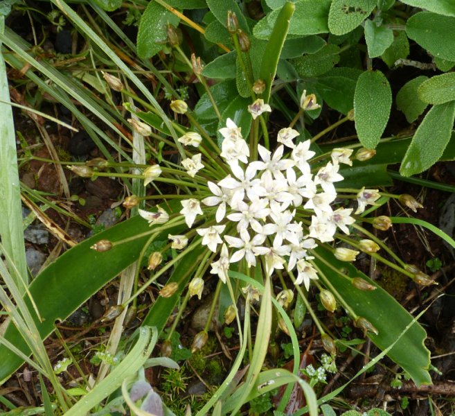 Oncostema peruviana Paul Voelcker.JPG