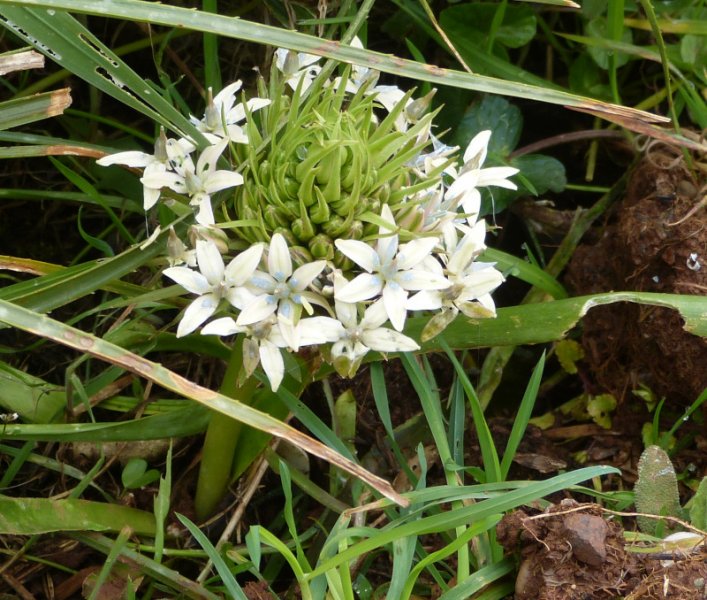 Oncostema peruviana Paul Voelcker.JPG