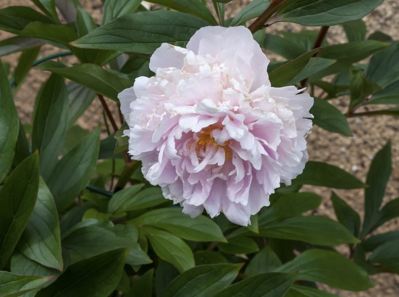 One of Madge's many Peonies 24-6-22.jpg