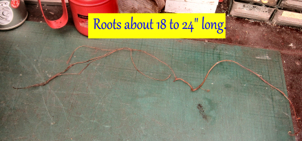 One of the tree roots.jpg