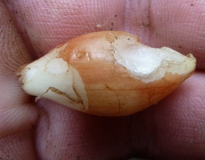 onion set nibbled.jpg